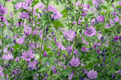 Purple-Flower-or-Flowers_Chris-Eaves