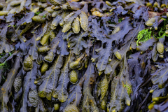 Seaweed_Chris-Eaves