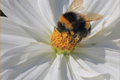 Bee-on-Flower-Terry-Hudson-HC-DPI