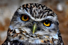 Owl-Eyes-Colin-Dunn-HC-Print