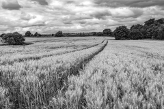 The-Wheat-Field-Chris-Eaves-1st-DPI