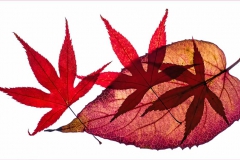 Autumn Leaves  - Chris Eaves