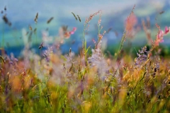 Magical Meadow - Chris Eaves