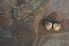 Shell on Stone - Chris Eaves