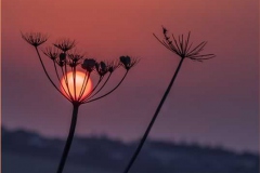 Sunrise and a weed - Chris Eaves