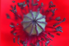 The Heart of a Poppy - Chris Eaves