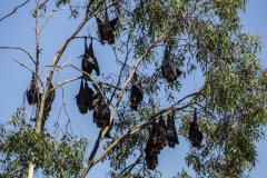 Fruit bats - John Chapman