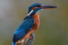 Female Kingfisher. - Mick Rose