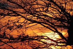 Sunset through the branches - Robert Cannon