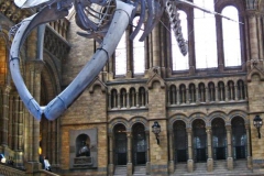 The new Dippy Natural History Museum - Robert Cannon