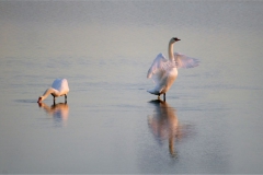 Two Swans - Steve Baker