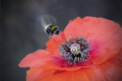 A Poppy and a Bee - Chris Eaves - 1st DPI