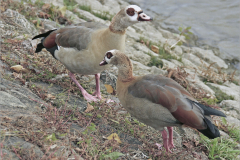 Egyptian Geese - Ted Toop - HC DPI